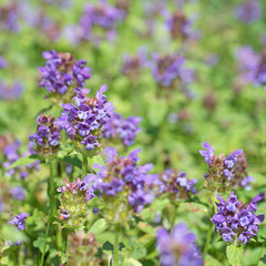 Kriechender Günsel, Ajuga reptans