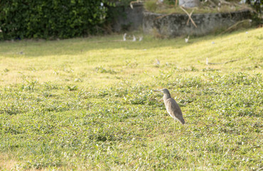 Javan Pond-Heron, who were looking for food in the ground in the morning, Thailand
