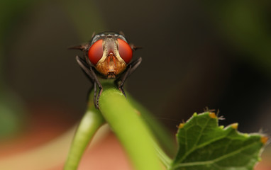 Flies with red eyes