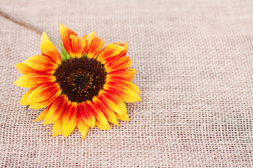Sunflower on sacking background