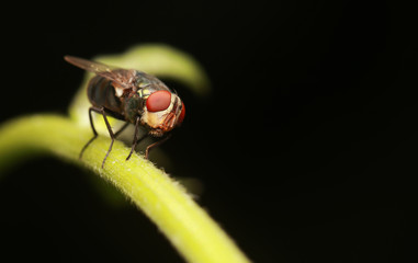 Flies with red eyes