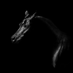 Silhouette of a black arabian horse isolated on black background