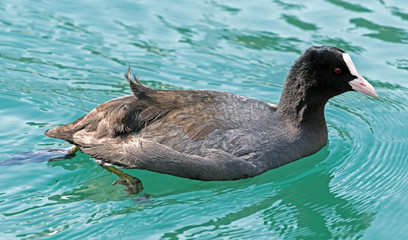 The Eurasian coot, also known as common coot