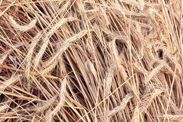 Wheat ears background