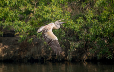 Spot-Billed Pelican (Pelecanus philippensis)