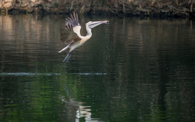 Spot-Billed Pelican (Pelecanus philippensis)