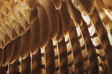Eagle feathers