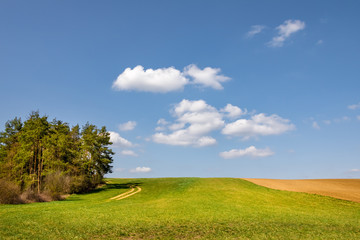 Spring meadow, field and trees under blue sky
