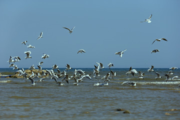 The seagulls fly at sea