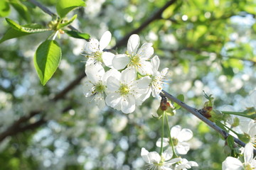 Spring