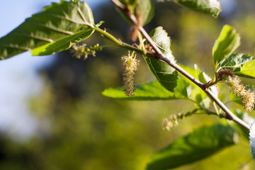 Twig of mulberry with additions