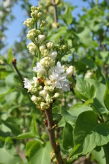 Spring flower