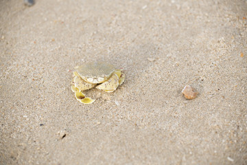 A crab that walks on the beach, the seafront, the morning  