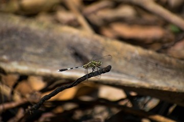 dragonfly