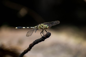 dragonfly