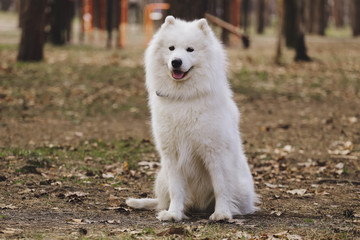 Beautiful dog Samoyed in the park, in the forest