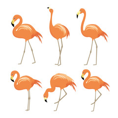 Pink flamingo Animal Bird Cartoon Character Vector Illustration