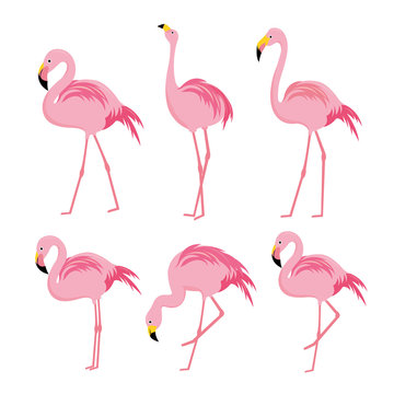 Pink flamingo Animal Bird Cartoon Character Vector Illustration