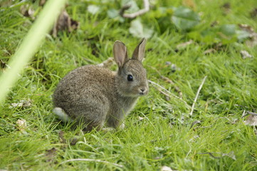 Young curious rabbit on campsite in Lake District
