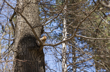 squirrel sitting on a tree branch