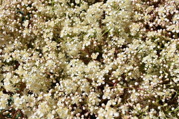 Hedge in bloom in April.