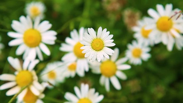 Beautiful floral nature background. Many fresh wild daisy flowers growing in summer sunny meadow outside.