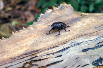 Beetle in nature on a tree trunk