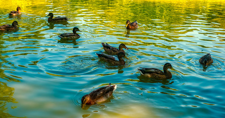 ducks on the lake