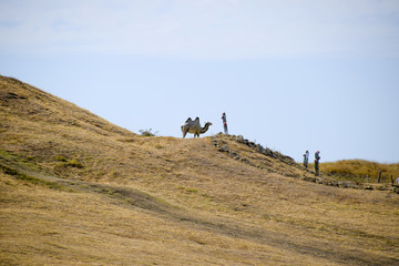 Obraz premium A camel on a hill with dry grass.