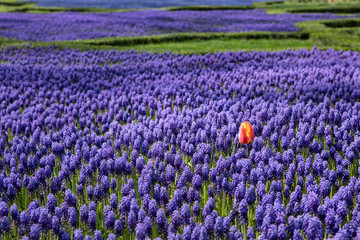 Fototapeta premium Grape hyacinth flowers in garden and orange tulip ,selective focus,