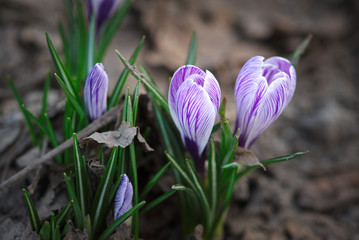 white-purple crocus blooming