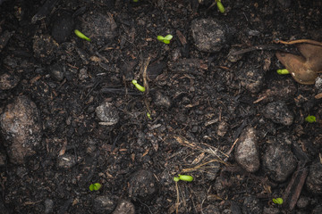 Green seedling growing on the ground
