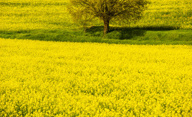rapeseed fields in bloom