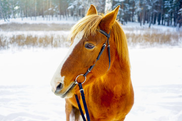 Obraz premium Portrait of a horse