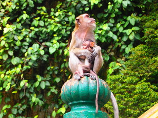 Macaques in Malaysia