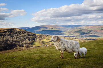 Brecon Beacons Sheep and Lamb close up at the Welsh Countryside in Wales