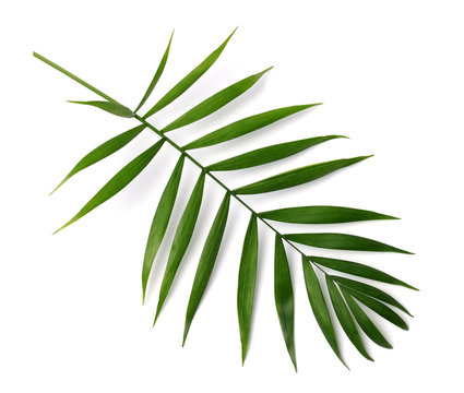Fototapeta palm leaves