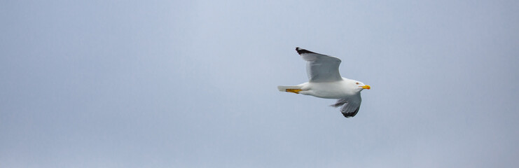 A young seagull in a flight, wrinkled wings, sunny day, clear blue sky, free flight