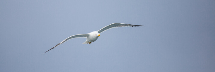 A young seagull in a flight, wrinkled wings, sunny day, clear blue sky, free flight
