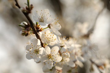 Spring flowers blooming on a tree