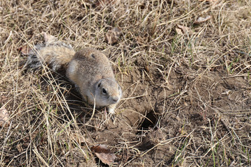 A hungry gopher in the spring by the burrows