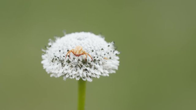 4K Whitebanded Crab Spider (Misumenoides formosipes) on Pineland Bogbutton 2