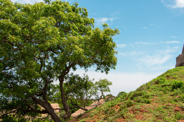 A tree on a upward hill