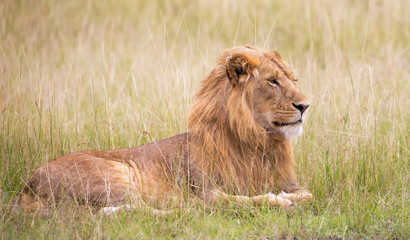 Löwe im Gras der savanne liegend
