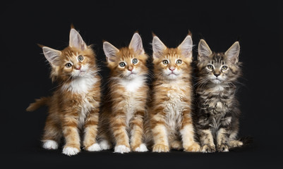 Row of four Maine Coon cats / kittens sitting and standing while looking straight in camera isolated on black background © Nynke