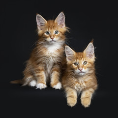 Duo / two red tabby with white Maine Coon cats / kittens sitting and laying together while looking...