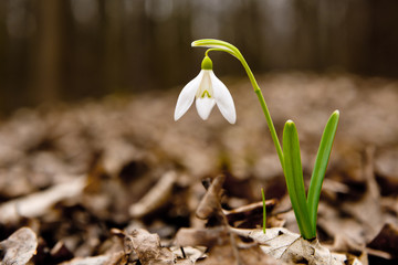 Snowdrop in the woods - early spring snowdrop.