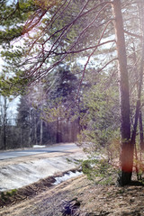 Pine forest in the beginning of spring under the snow. Forest un