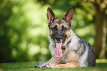 Naklejka na ściany i meble German shepherd Security Dog in Training