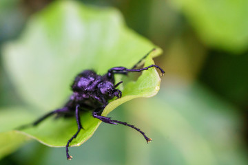 Great black wasp holding to the grass. Family: Sphecidae (thread-waisted wasps) in the order Hymenoptera (ants, bees, wasps).  Undergoes complete metamorphosis through egg, larva, pupa, and adult.